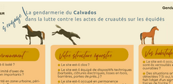 Actes de cruauté commis sur équidés